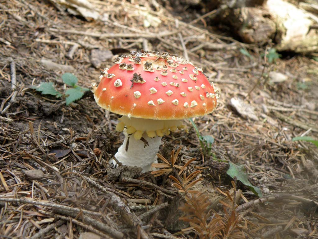 Amanita muscaria
